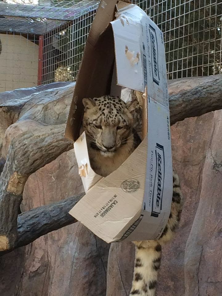 Funny animals of the week - 7 March 2014 (40 pics), big cat loves box