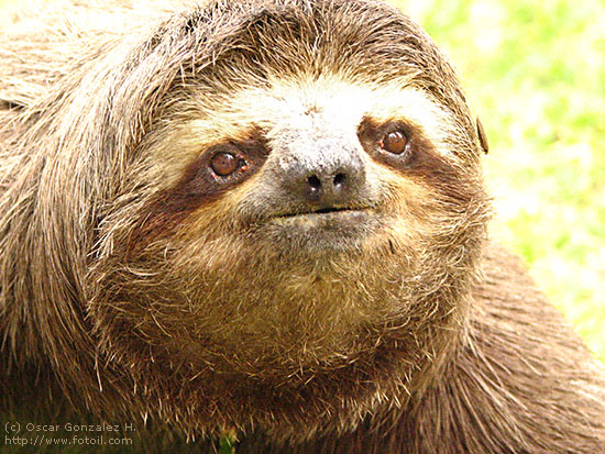 crazy sloth