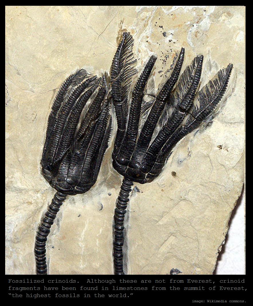 The Mathisen Corollary Crinoids on Mount Everest?