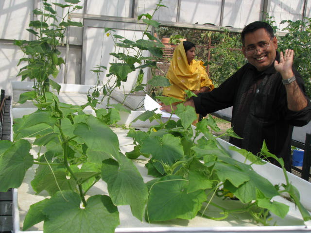 hydroponic culture