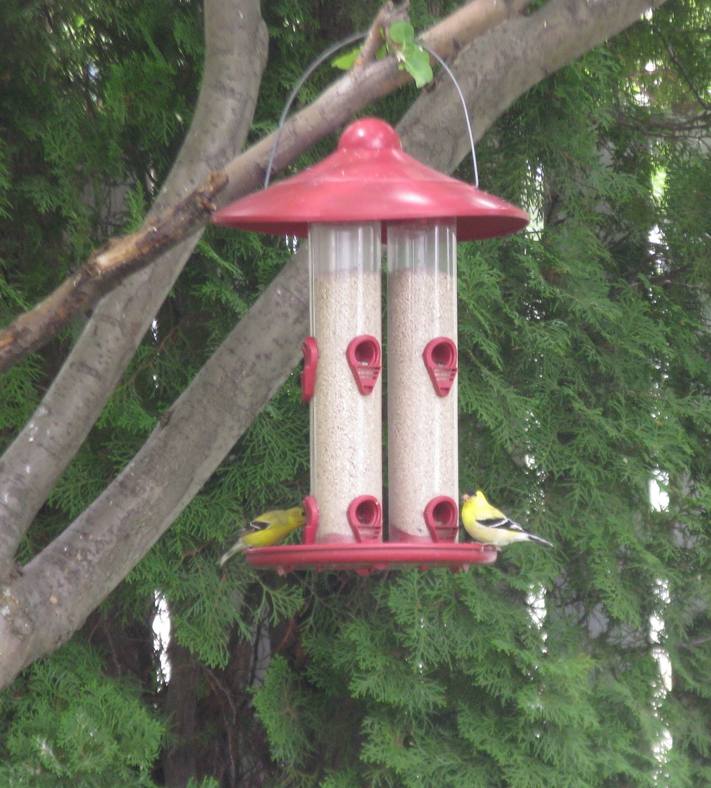 Mother Nature's Bird Feeding News No Mess Solutions for Backyard Bird Feeding