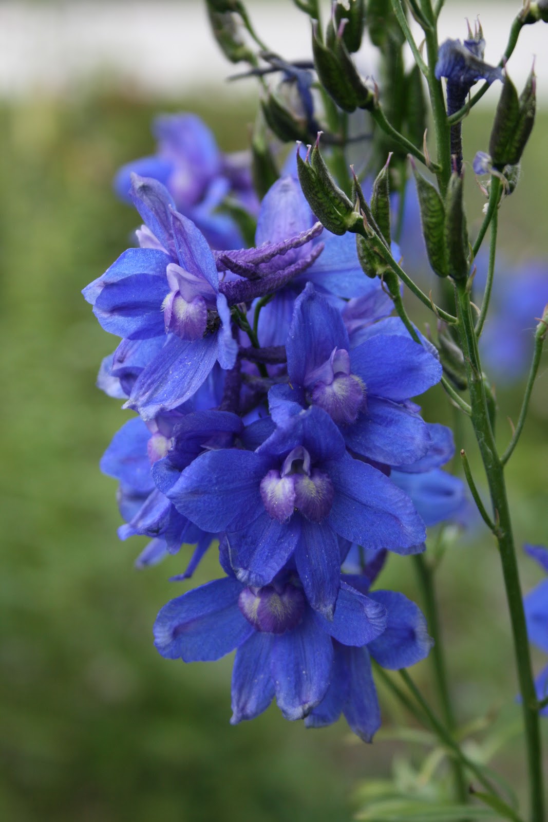 Wiese Acres Blue Daylilies and April Fools' Day