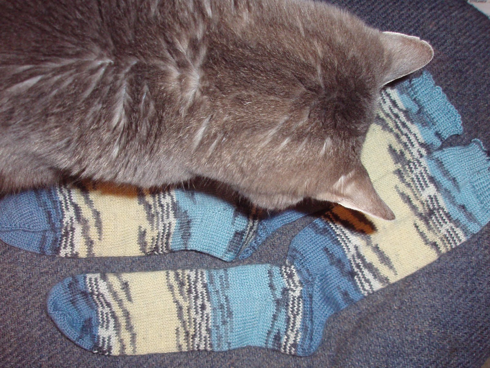 Butterfly Socks