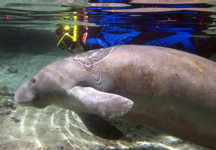 Peaks & Potholes: Swim with the Manatees