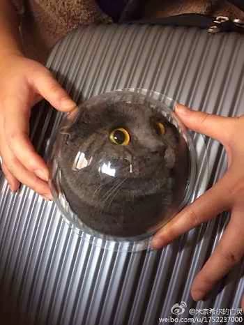 gatinho mochila