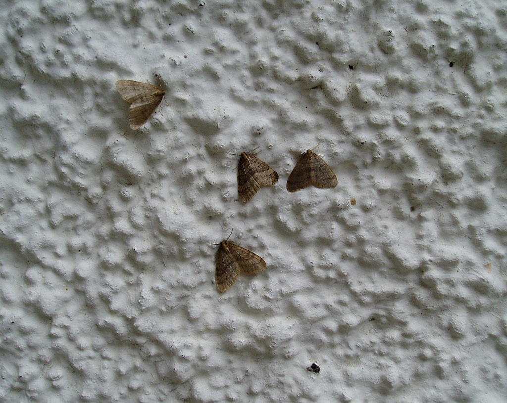 Iceland Eyes an Original Icelandic Photojournal Since 2004 Moths