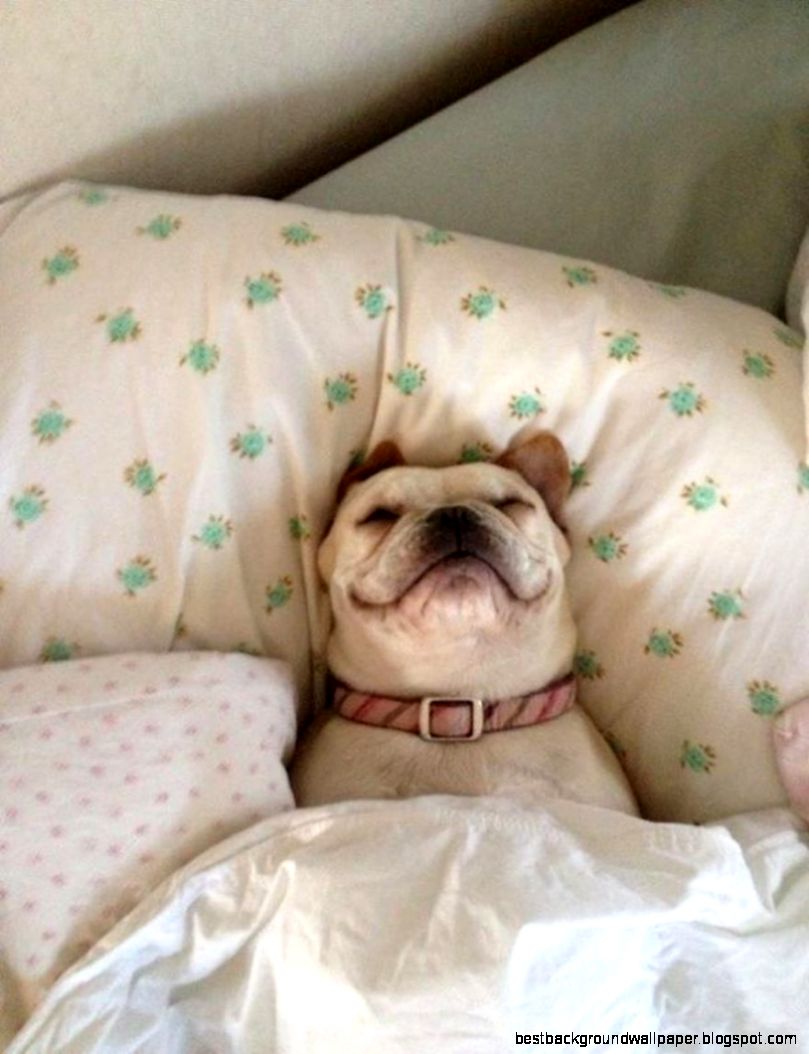 22 Tired Dogs That Are Definitely Not Letting You Sleep In Your 22 Tired Dogs That Are Definitely Not Letting You Sleep In Your