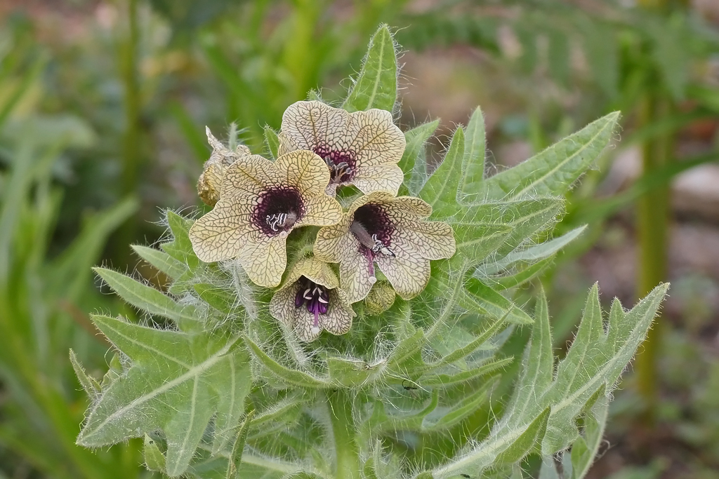 Gower Wildlife Henbane at Cwm Ivy