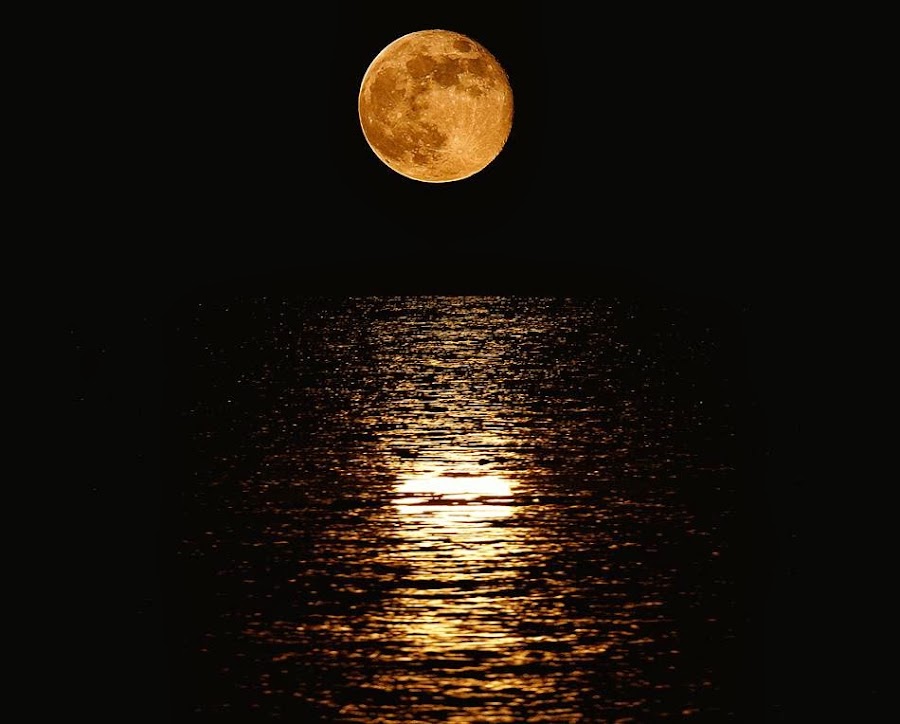 FULL MOON ON TOP OF A CHAMPAGNE PALM'S TIP