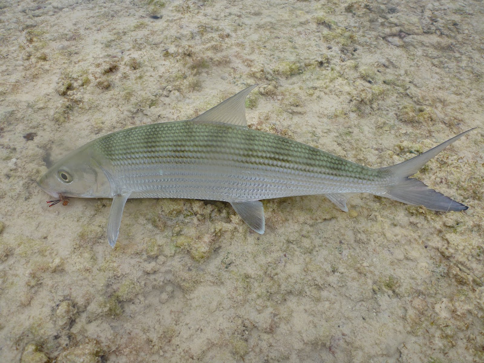 The Life Amphibious Shooting Fish in a Barrel