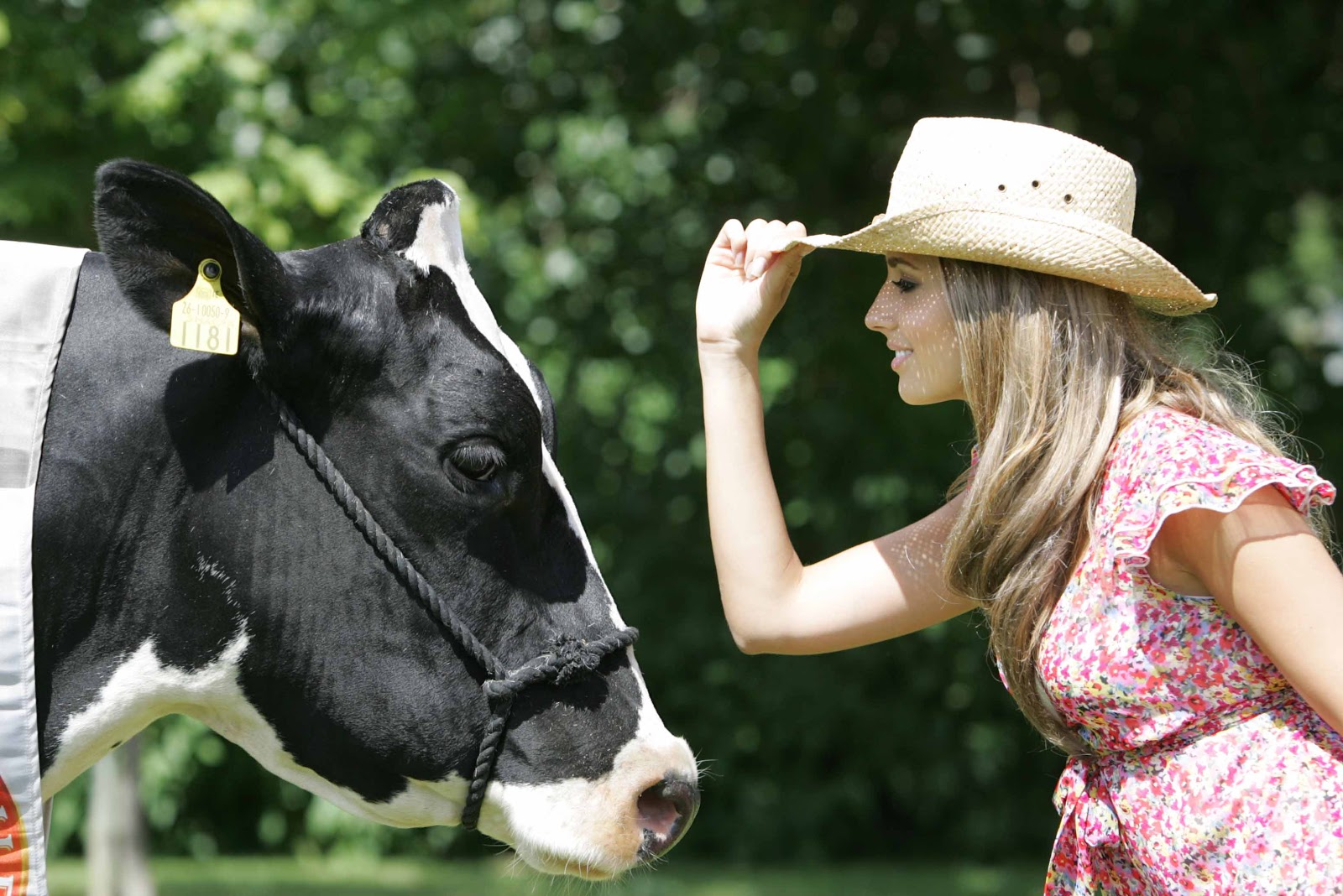 Dairy Cows Pets Cute and Docile