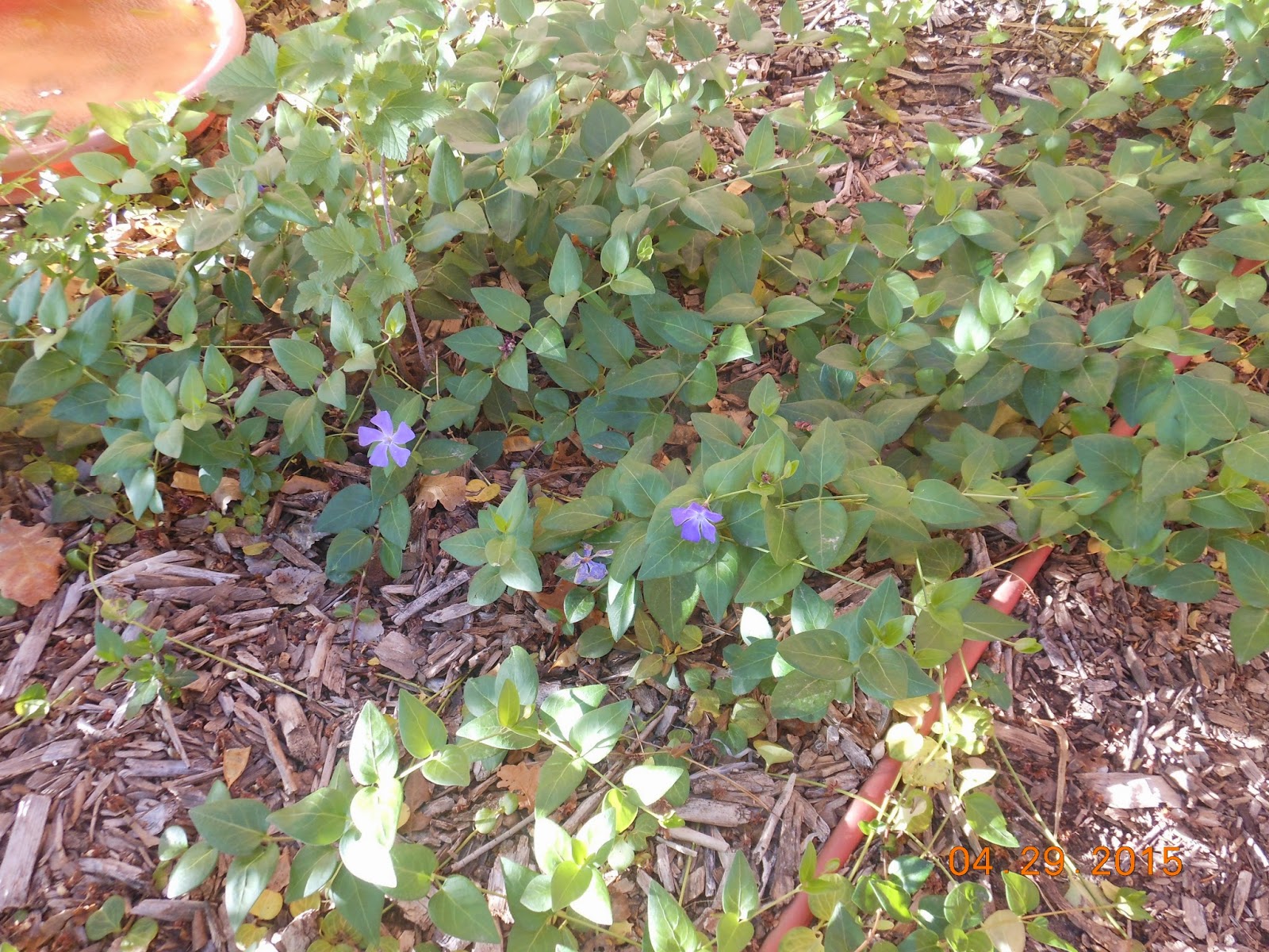 Vinca Plants Make An Attractive Ground Cover.