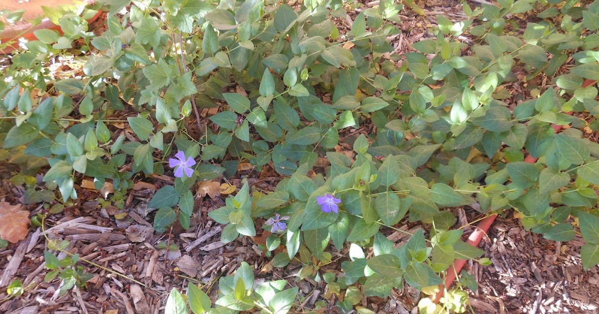 Vinca Plants Make An Attractive Ground Cover.