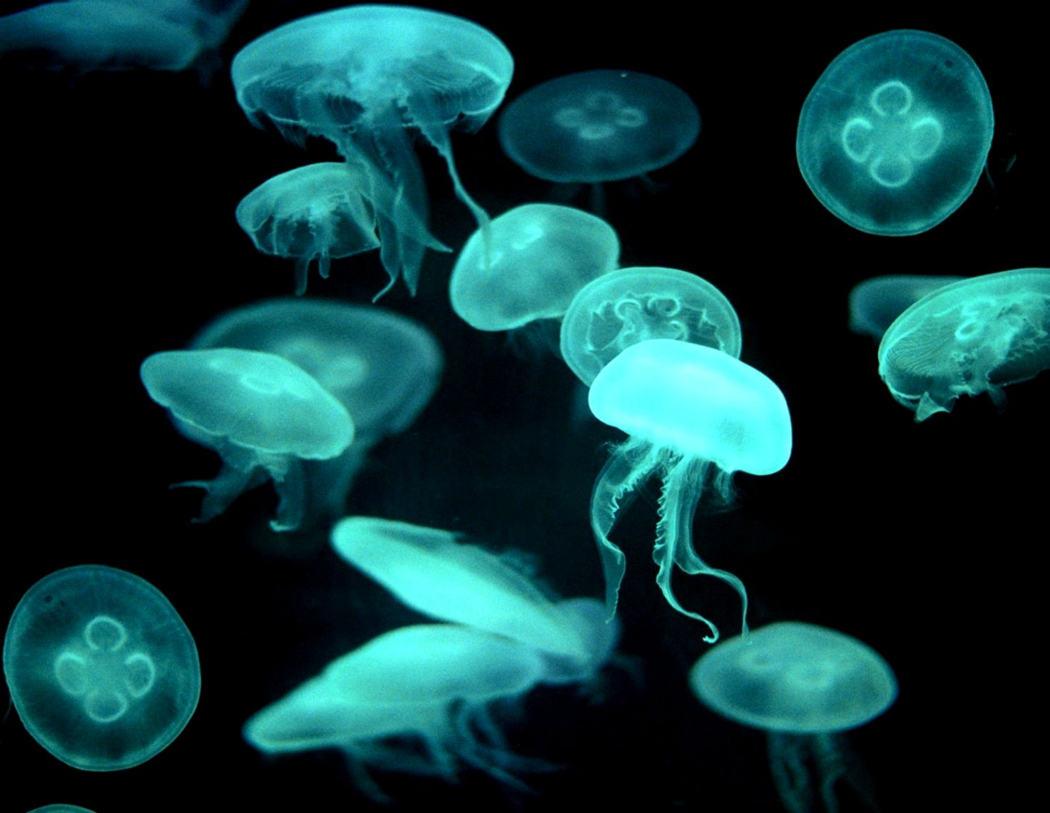 Bioluminescent Jellyfish Bioluminescent Jellyfish