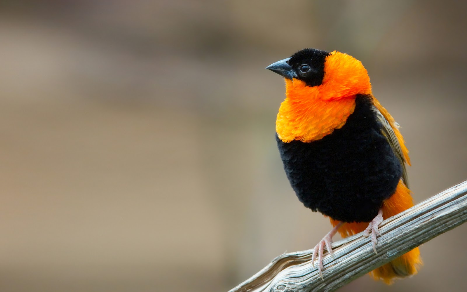 cute small birds wallpapers entertainment only cute small birds wallpapers entertainment only