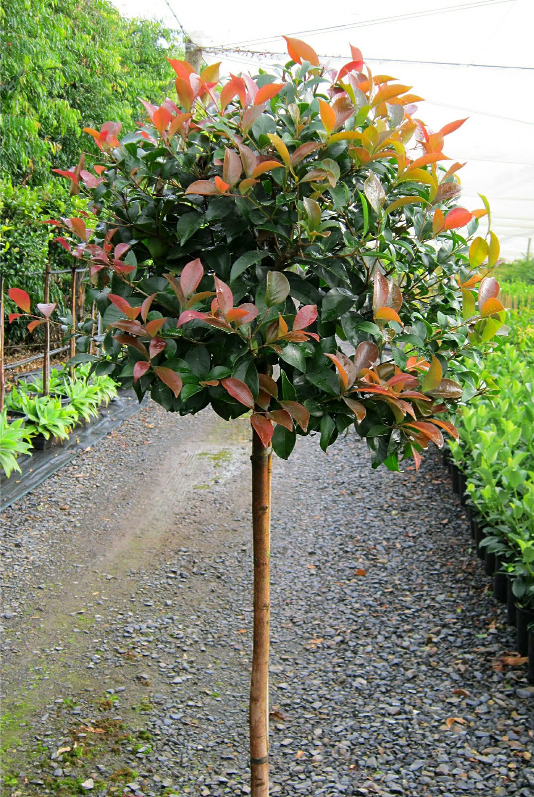 BANGALOW TREE TALES RED HEAD TM new compact tree, ideal for