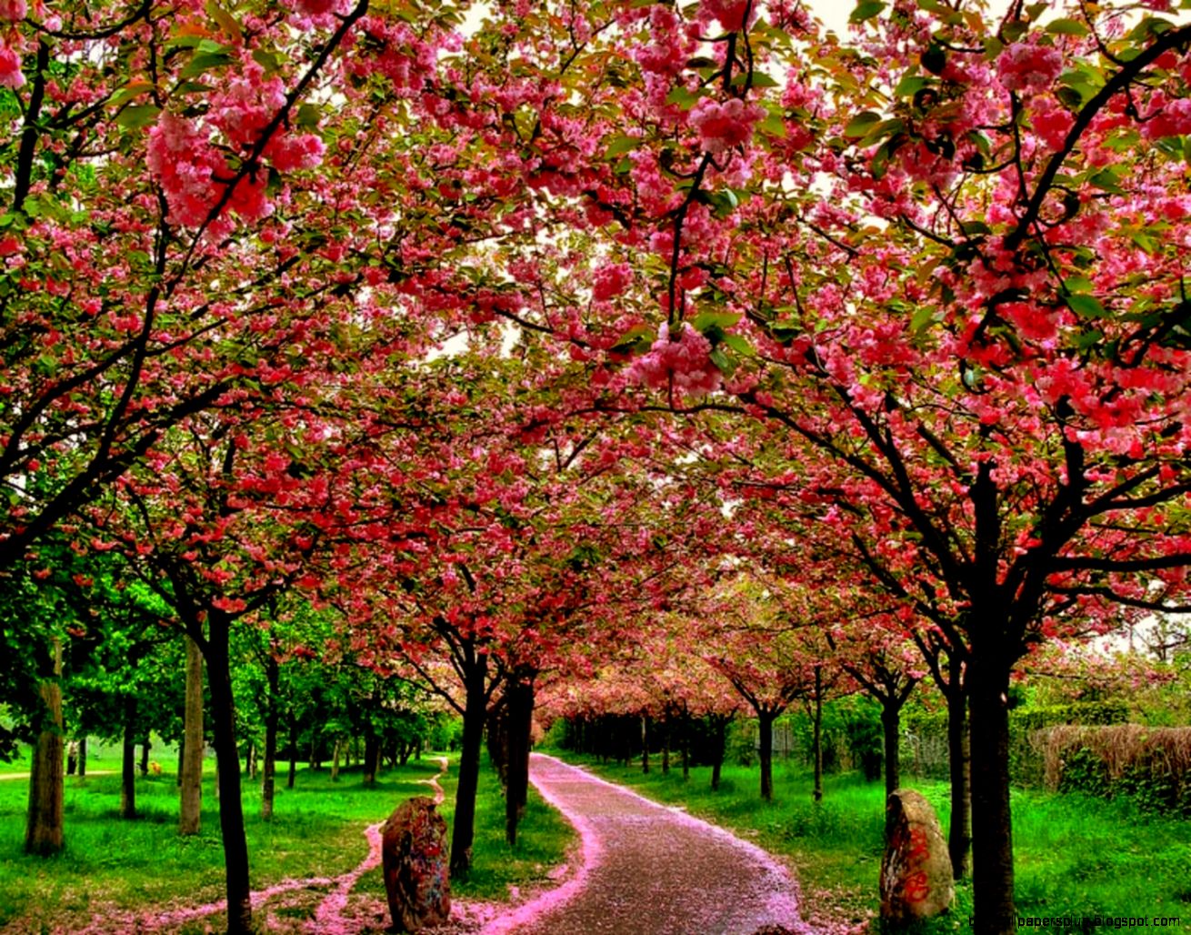Flowering Trees Flowering Trees