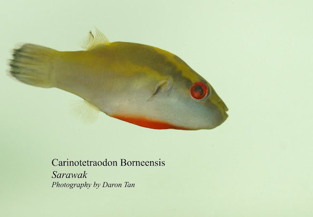Carinotetraodon Borneensis