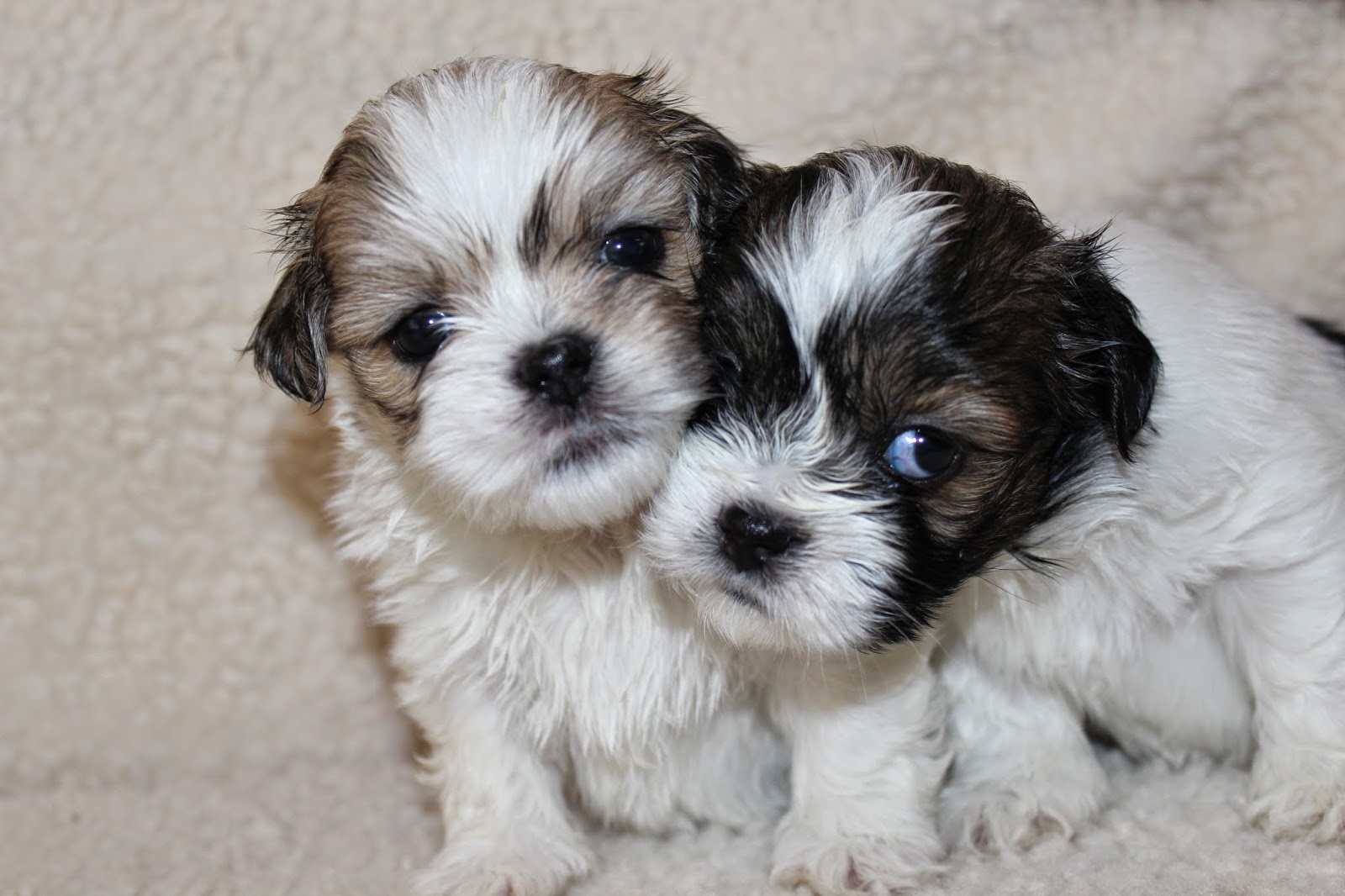 Lhasa Apso Penny's Pups from birth to new homes cute lhasa apso