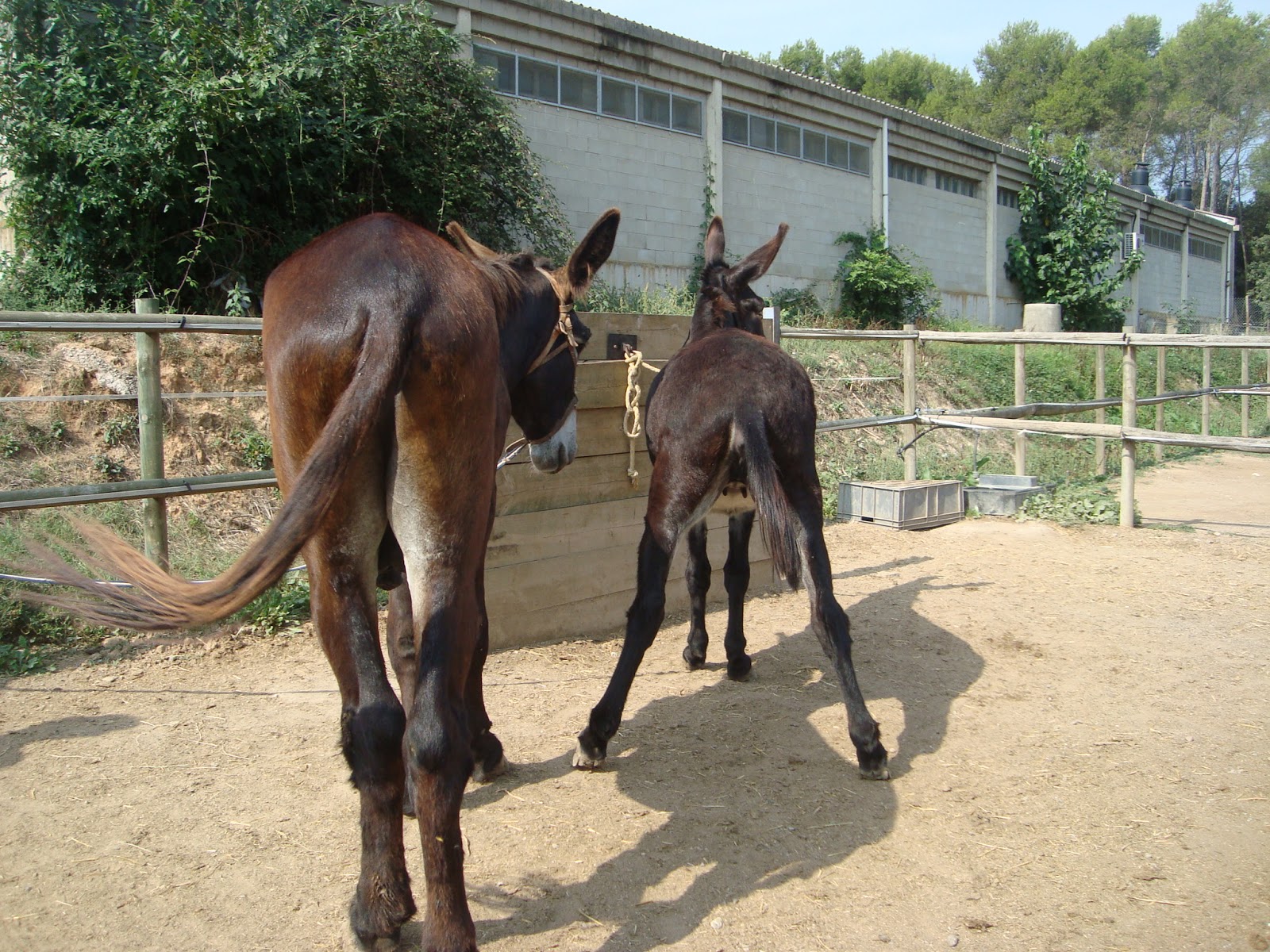 CATALONIAN DONKEYS' REPRODUCTION AT AUTONOMOUS UNIVERSITY OF BARCELONA Make your passion be