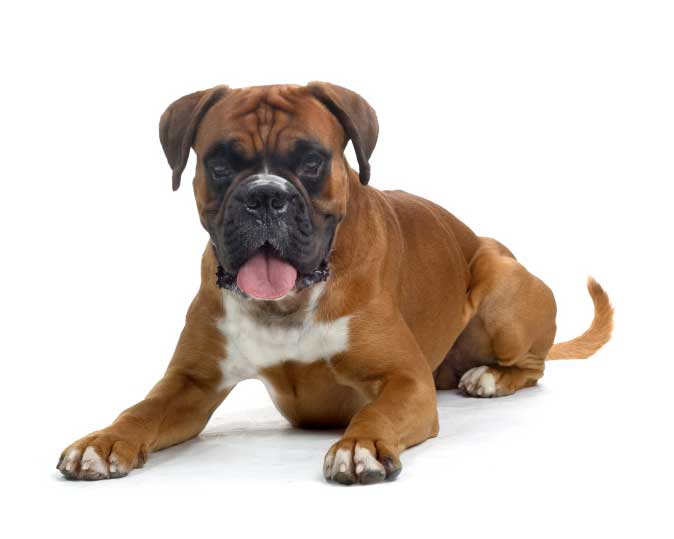 Get what is the best dog food for boxer puppies