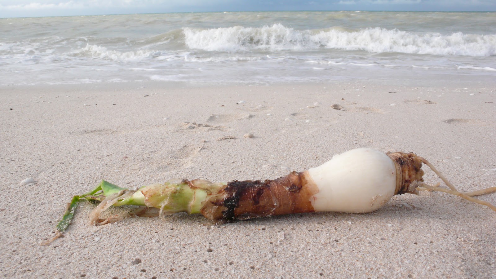 An Alaskan in Yucatán The "Beach Onions" Mystery