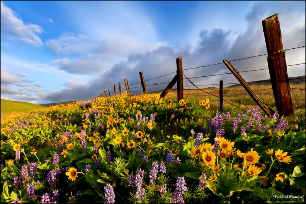 Field of Flowers” Field of Flowers”
