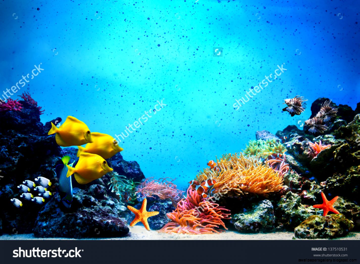 Underwater Stock Photos Images Pictures Shutterstock Underwater Stock Photos Images Pictures Shutterstock