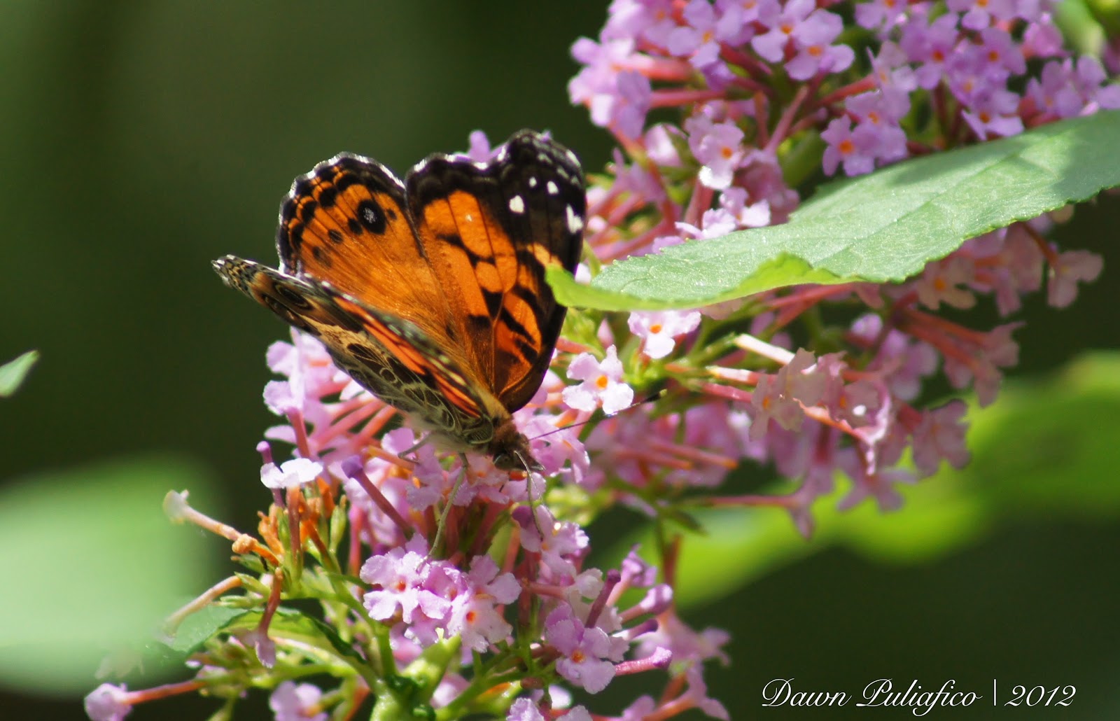 Things with Wings Massachusetts butterflies