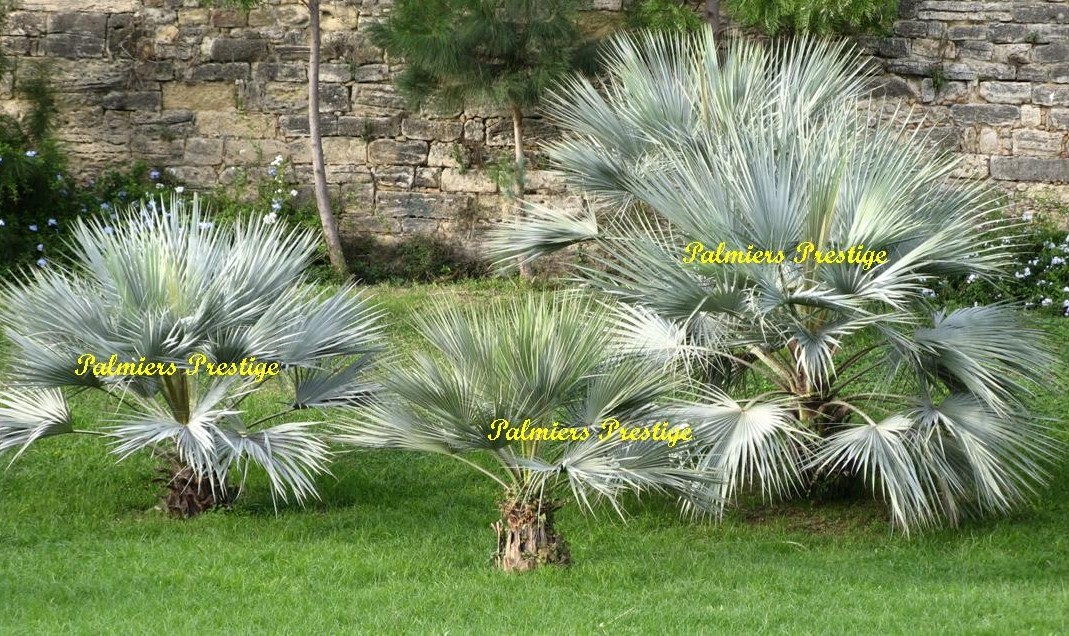 Quel yucca résisté au froid ?