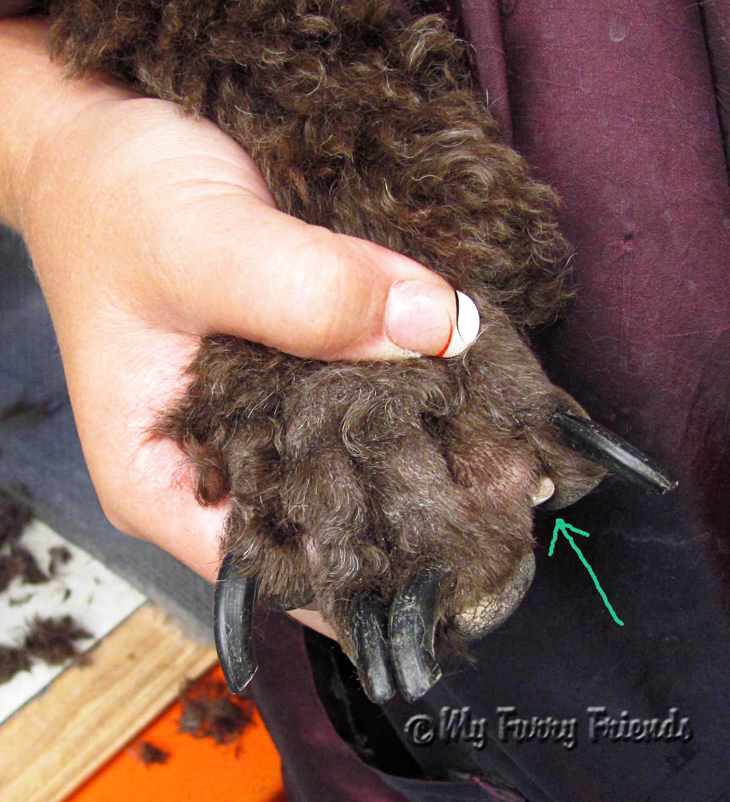 Pet Grooming The Good, The Bad, & The Furry Shaving Poodle Feet