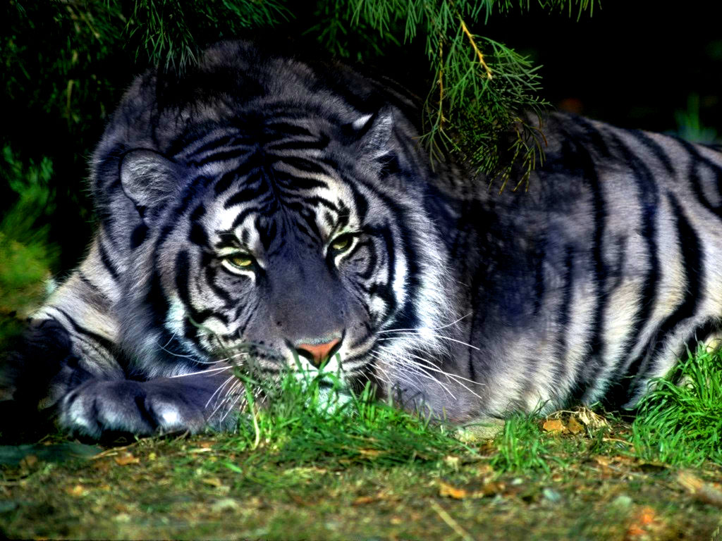Desperta Pra Terra Viver Vossa Majestade O Tigre Branco Desperta Pra Terra Viver Vossa Majestade O Tigre Branco
