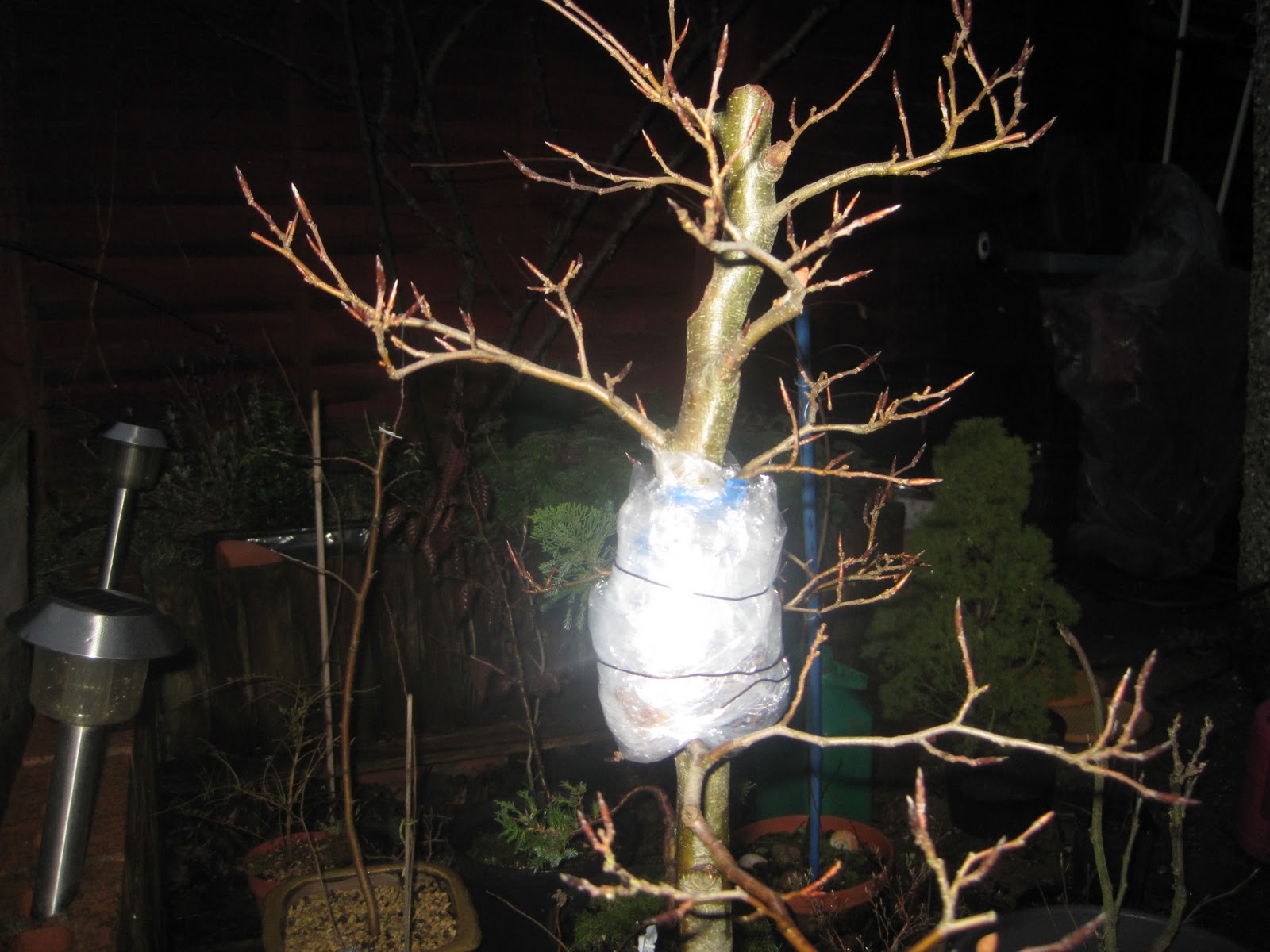 Simon's Trees/Bonsai Air layering