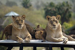 Lions in Wild Animal Park
