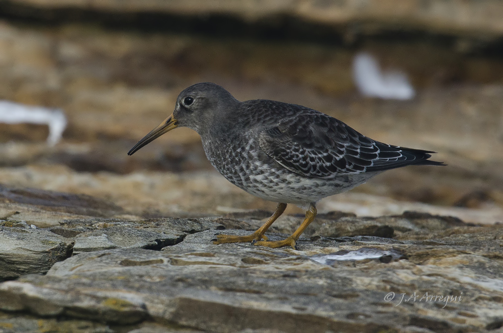 Correlimos oscuro, Calidris maritima, Purple Sandpiper Correlimos oscuro, Calidris maritima, Purple Sandpiper