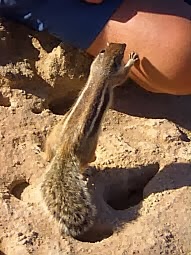 Streifenhörnchen, Backen- hörnchen, Chipmunks