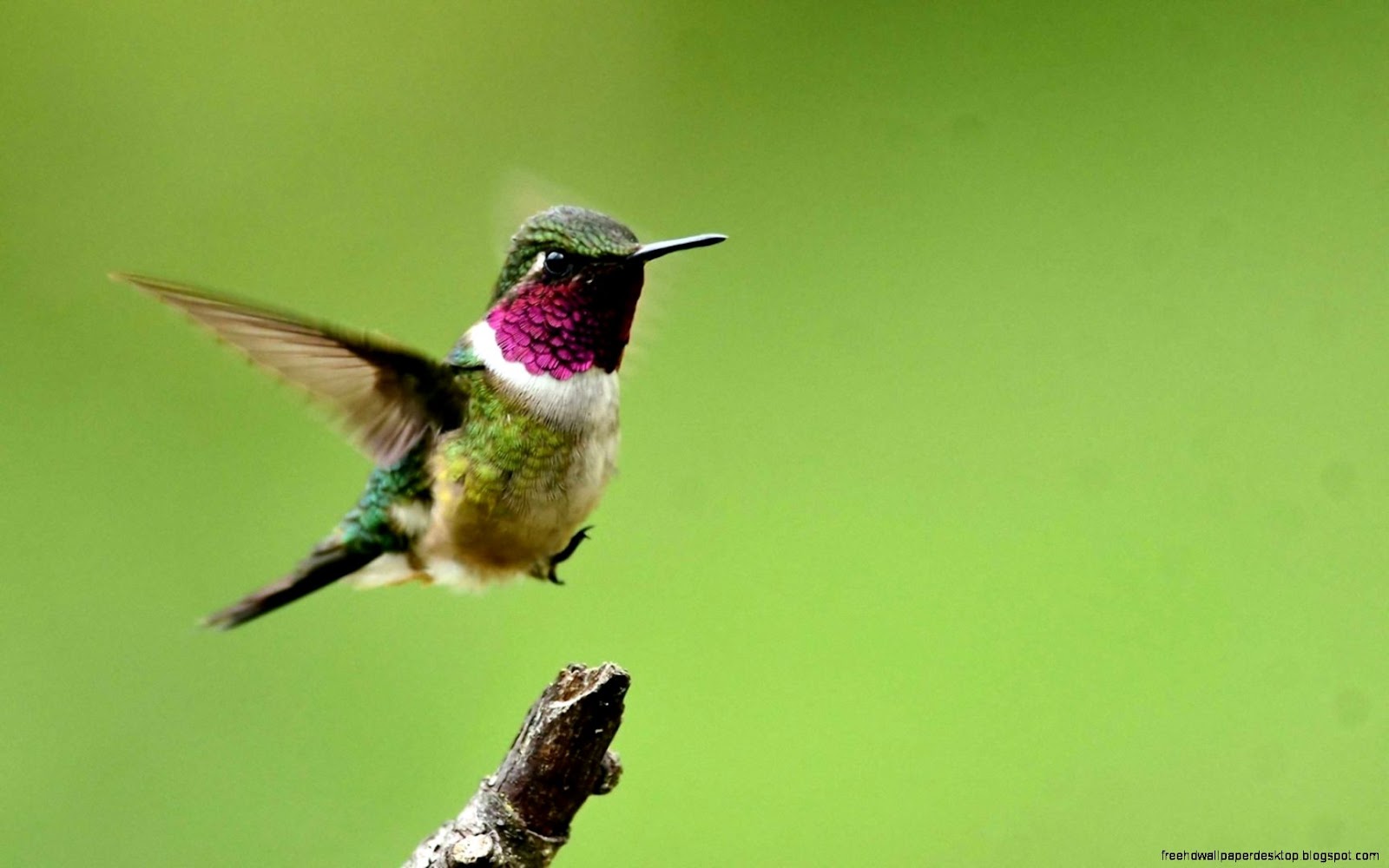 Hummingbird Desktop Wallpaper Art Hummingbird Desktop Wallpaper Art