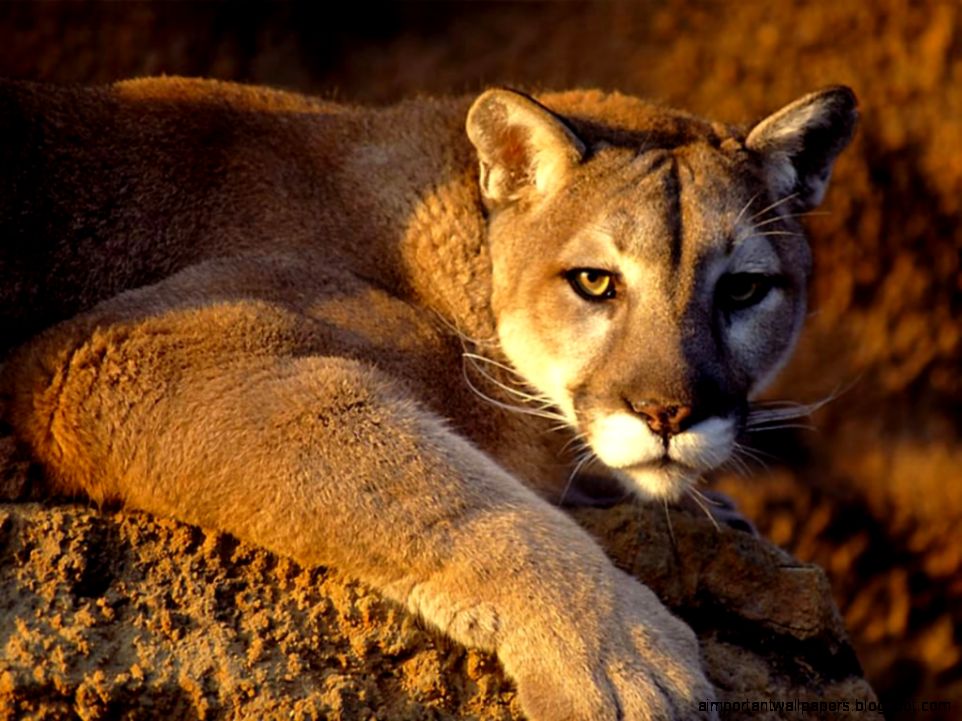 Puma Pictures   Wild Puma Animal Pictures Puma Pictures   Wild Puma Animal Pictures