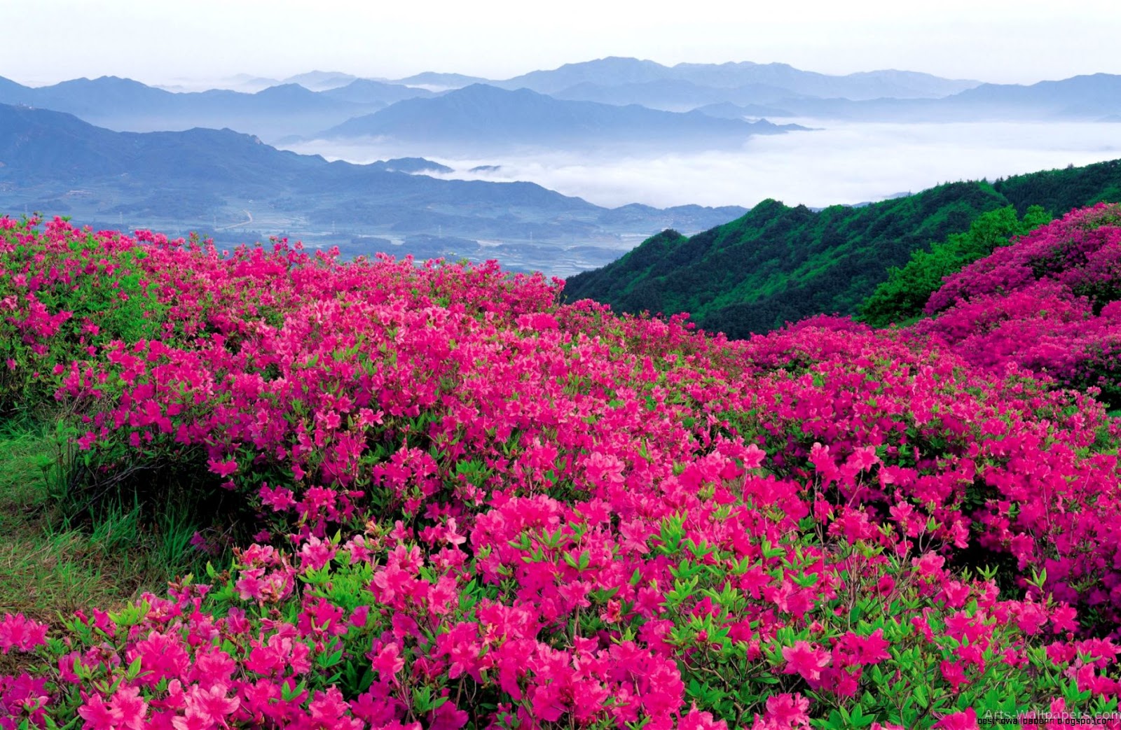 Beautiful Pink Flower Field Beautiful Pink Flower Field