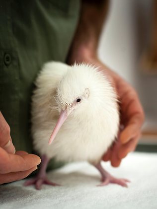 436143-white-kiwi-bird.jpg