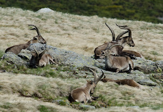 Cabra montes, Capra pyrenaica victoriae, Spanish Ibex 