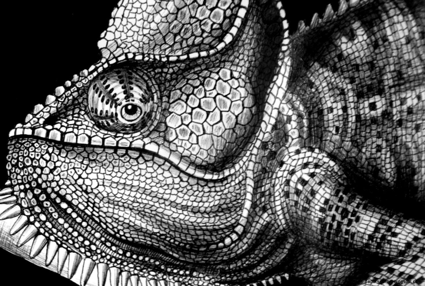 Chameleon Eye Drawing Chameleon Eye Drawing
