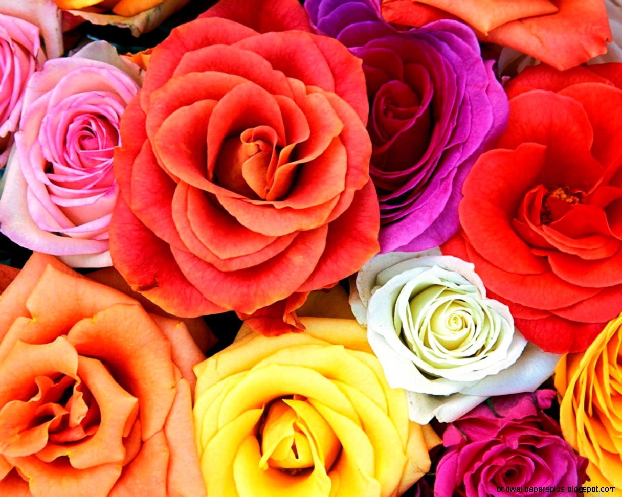 Our Blog 18 Of Our Favorite Flowers Our Blog 18 Of Our Favorite Flowers