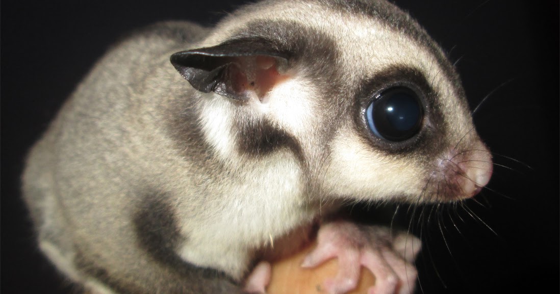 sugar glider sugar glider