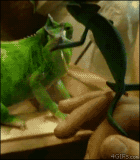 Funny animal gifs, funny gifs, funny animated pictures