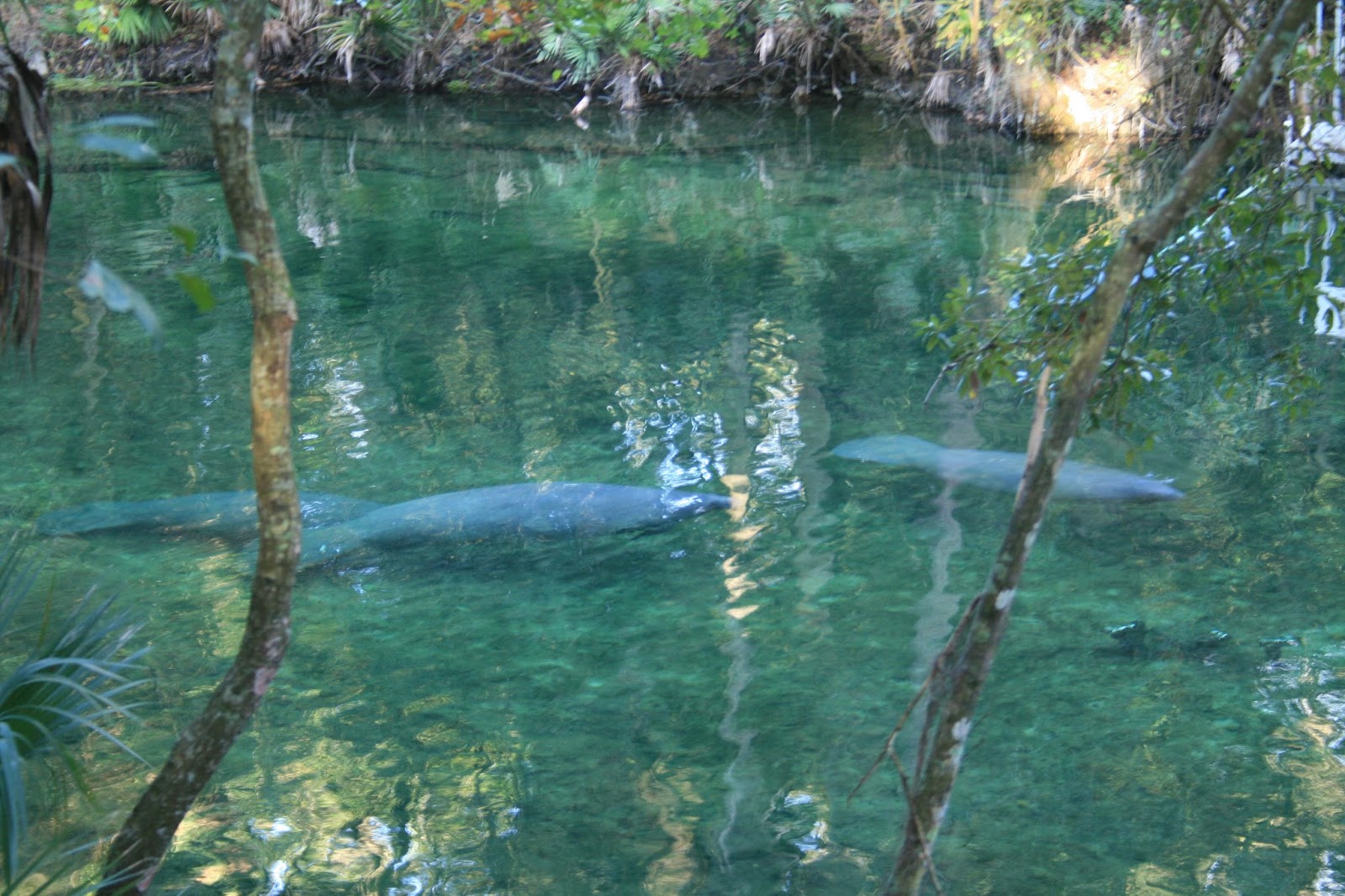 Amy's Creative Pursuits Blue Springs State Park