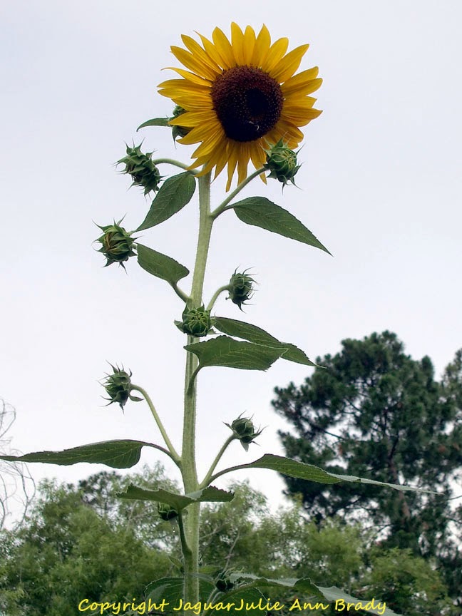 sunflower plant tall garden feet foot julie brady ann