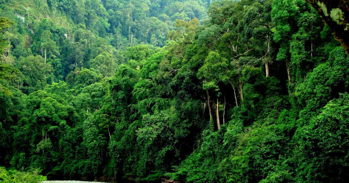 Grupo Medioambiental EL BOSQUE TROPICAL