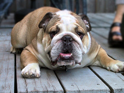 Bulldog Dog Breed Picture