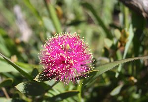 Wiry Honey Myrtle, Coorow Western Australia